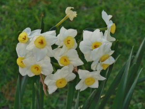 White Flowers in Smyrna, GA | Parks near Smyrna | Wade Ford