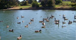 Lake Ducks Atlanta GA Wade Ford